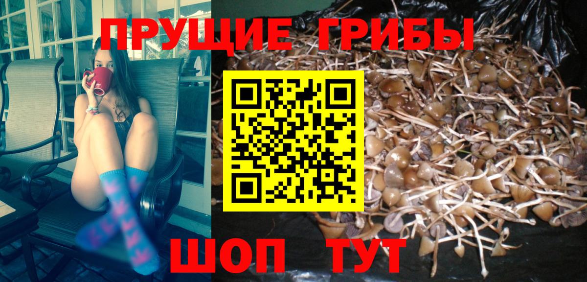 Галлюциногенные грибы Psilocybine cubensis Бутурлиновка